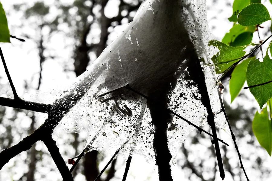 Ilustrasi mimpi ulat sutera — a close up of a tree branch