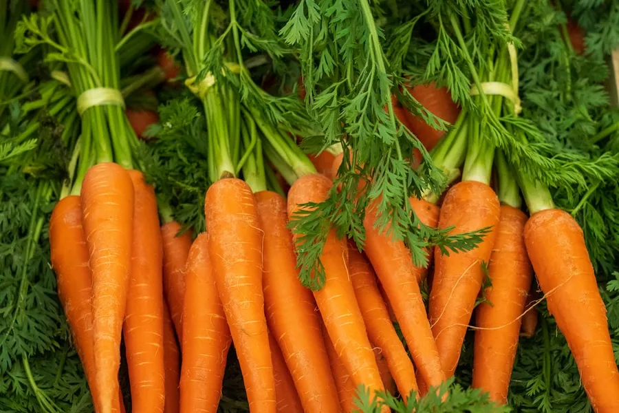 Ilustrasi mimpi wortel — a pile of carrots with green tops and leaves