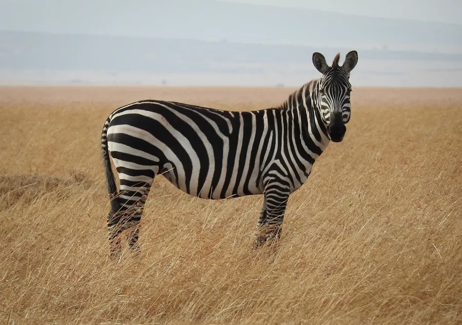 Ilustrasi mimpi zebra — zebra in Savanna